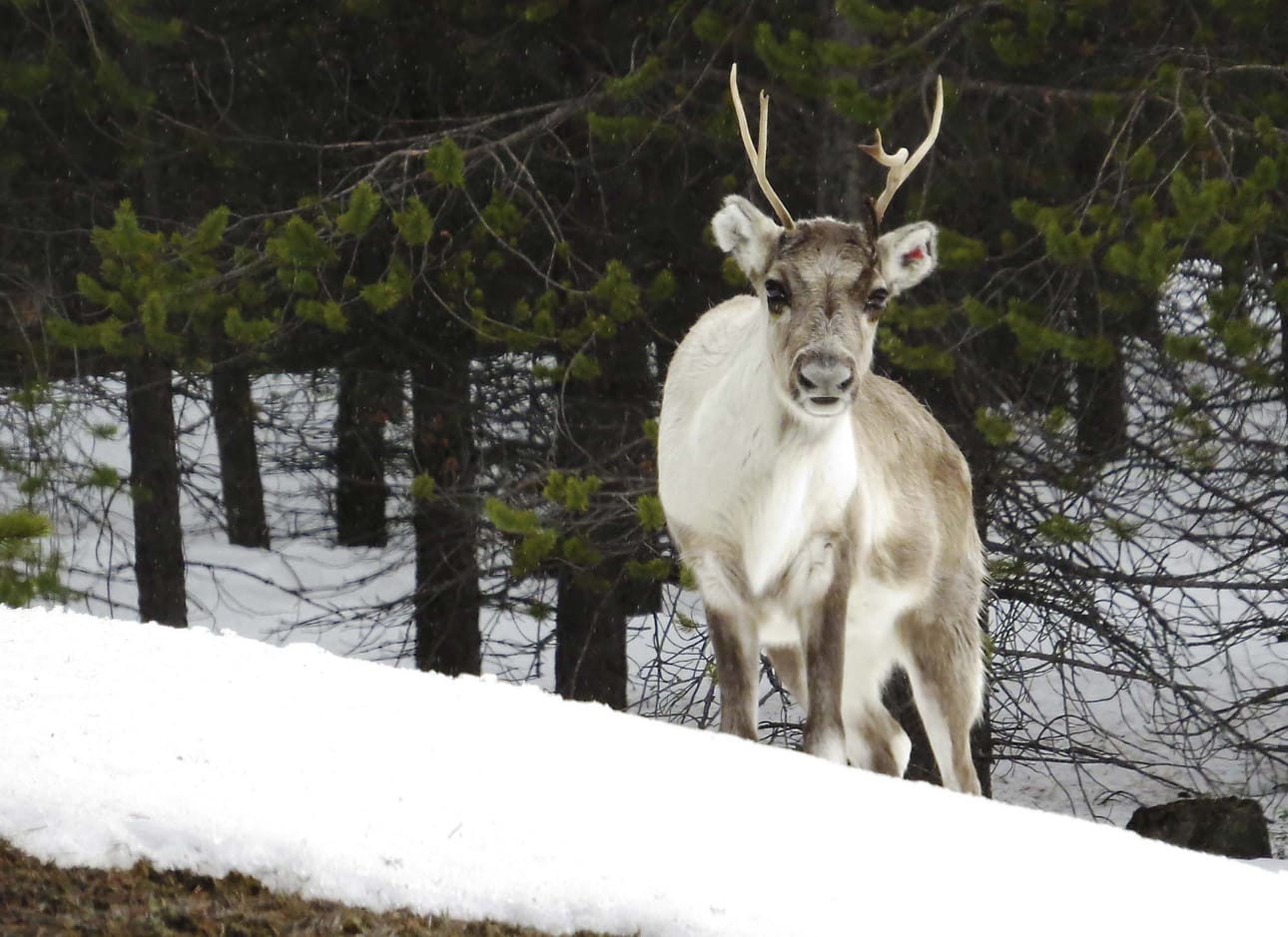 Porot ovat tänä talvena olleet kovilla jo paksun lumipeitteen vuoksi, ja muun muassa saamelaiskäräjät on vedonnut, että porojen annettaisiin olla häiriöttä. Kuvituskuva ei liity Inarin raatelutapaukseen.