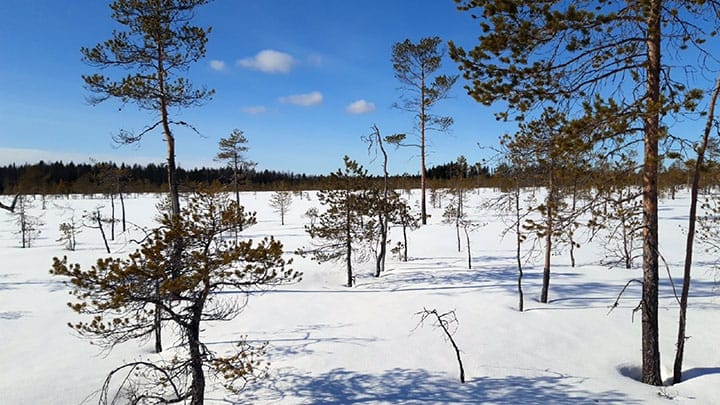 Uusi luonnonsuojelualue on suomaastoa.