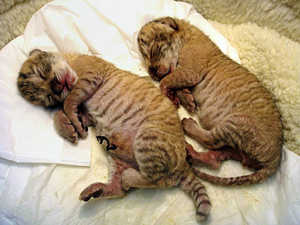 Pentujen isä on leijona ja emä tiikeri, mikä tekee pennuista hybridikissoja - eli liikereitä.