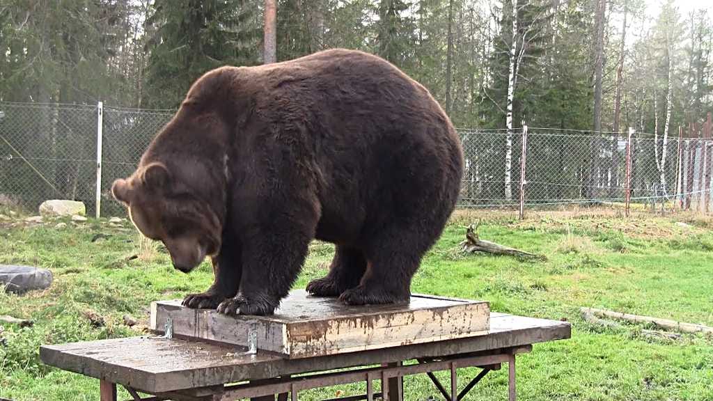 Vaa'alle houkuteltu Kuusamon Juuso on tiettävästi Suomen suurin karhu.
