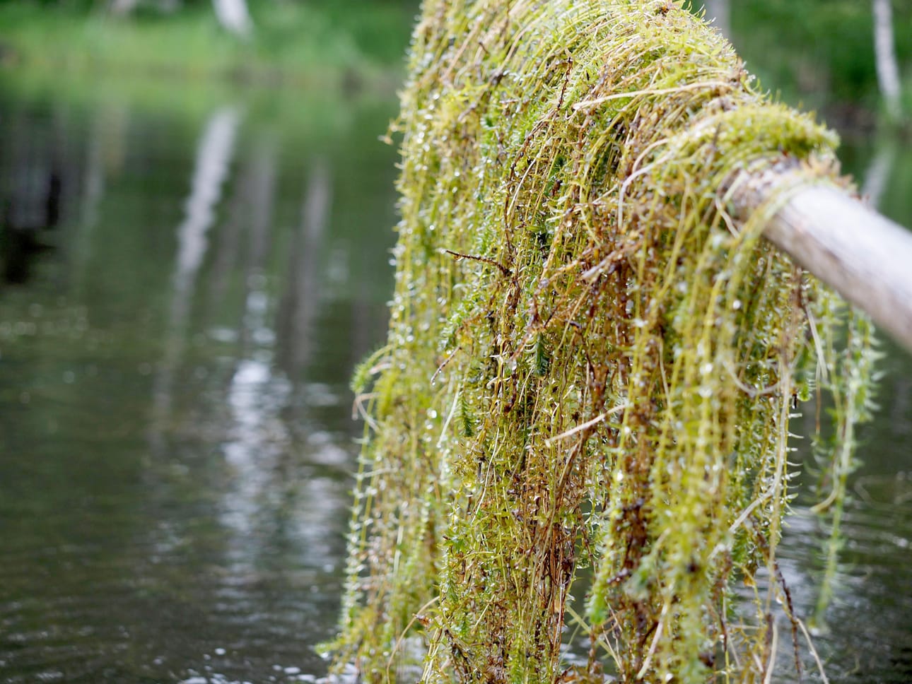 Vesirutto lasketaan haitallisiin vieraslajeihin.