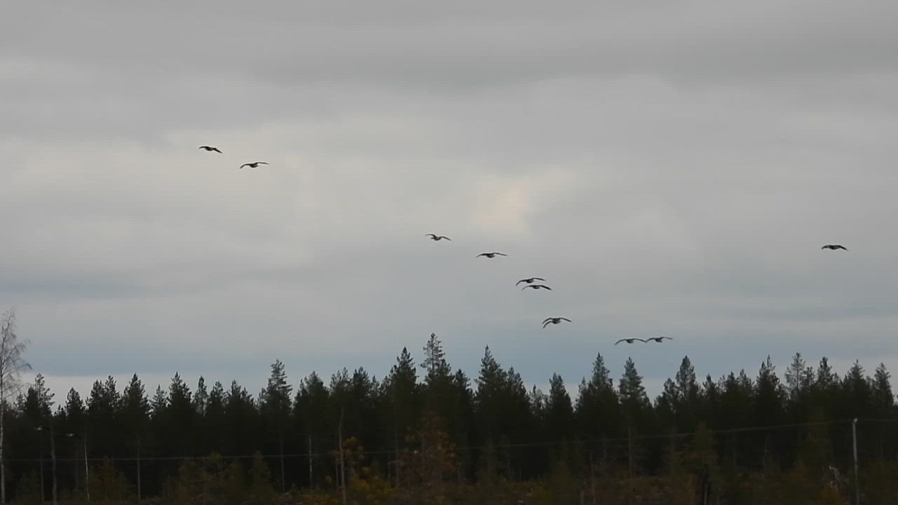 Säynäjäsuon joutsenenpesän lähelle laskeutui melko iso hanhiparvi.