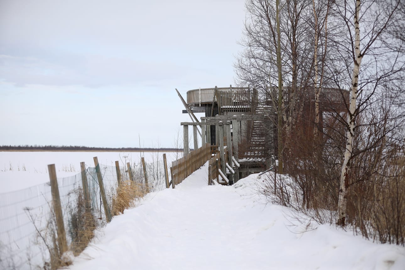 Virkkulan nykyinen lintutorni Liminganlahdella on tullut elinkaarensa päähän.