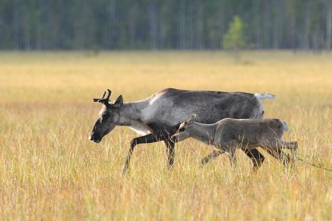 Pekka Rajalan mukaan suosaarten reuna on sen antaman suojan ansiosta tärkein metsäpeuravaadinten vasomispaikka. Metsäpeurat kuuluvatkin suosaarten ja niiden ympäristön vakioasukkaisiin. KUVA: ARKISTO/PEKKA RAJALA