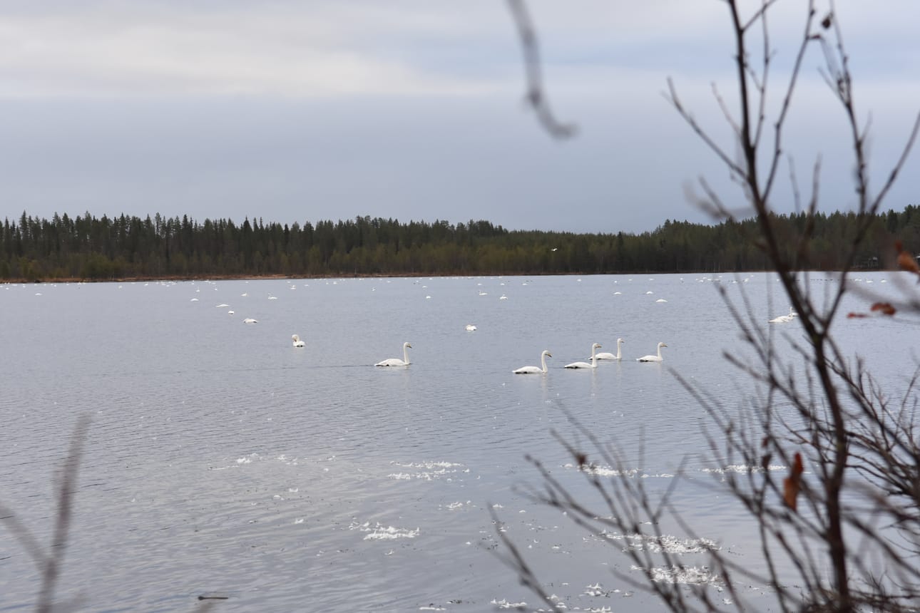 Nissinjärven joutsenia.