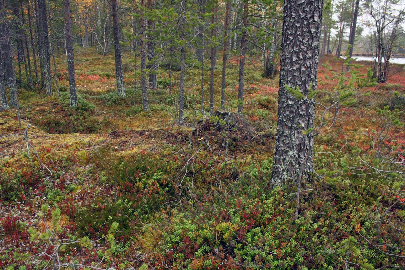 Ruokamojärven niemen mahdolliset hautakuopat ovat mättäikköisessä maastossa. Ympäristöään tummempi varvikko auttaa erottamaan kuvasta kaksi kuoppaa: toinen on vasemman reunan keskellä ja toinen edessä puun vasemmalla puolella.
