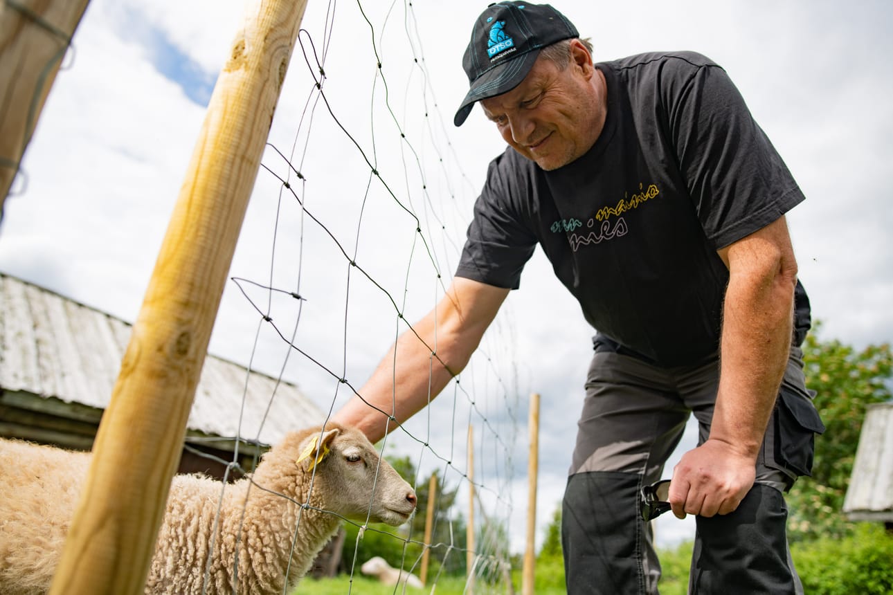 Visenttien lisäksi puistosta löytyy myös lampaita, ankkoja ja kanoja.