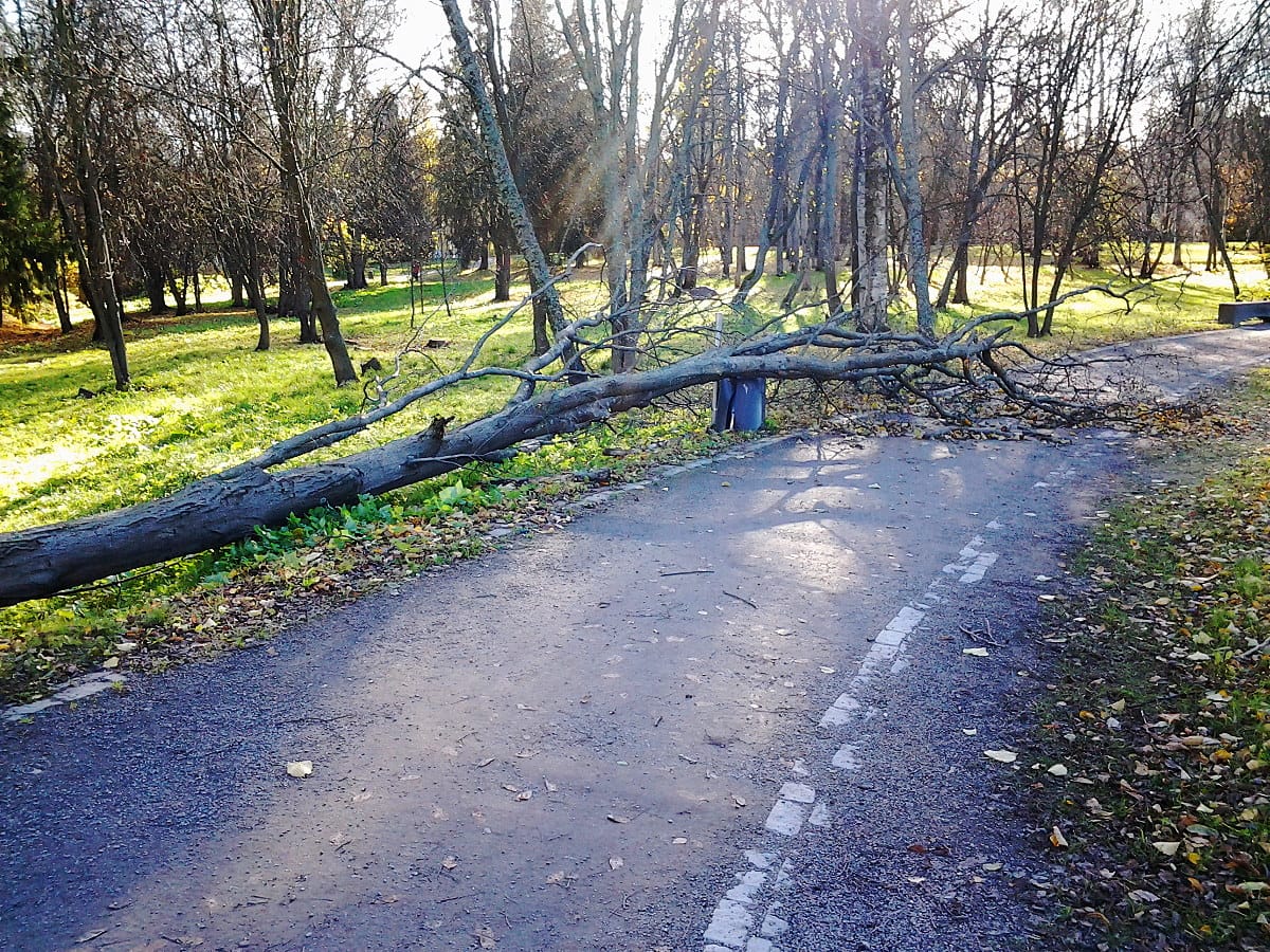 Ainolan puistossa Oulussa puu kaatui roskiksen päälle.