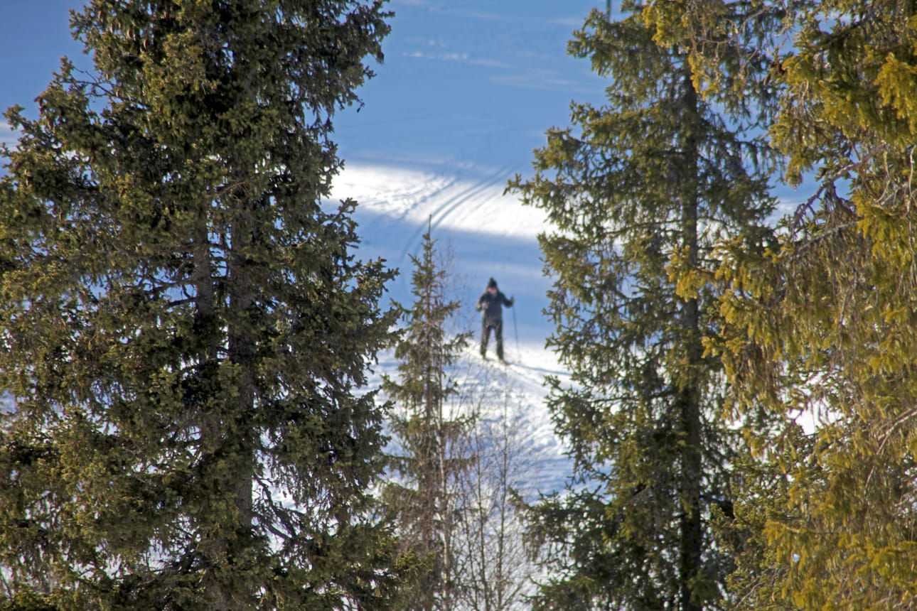 Hiihtoladut ovat Koillismaalla vielä pääosin hyvässä kunnossa. Viime päivien lauha sää on pehmentänyt vain järviosuuksia.
