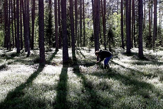 Marjametsään mennessä on huolehdittava tarpeelliset varusteet mukaan.