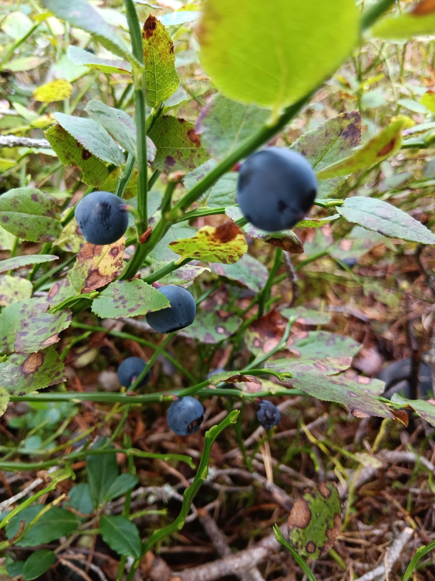 Vaasan metsissä on mustikkaa paljon ja osin isokokoisia.