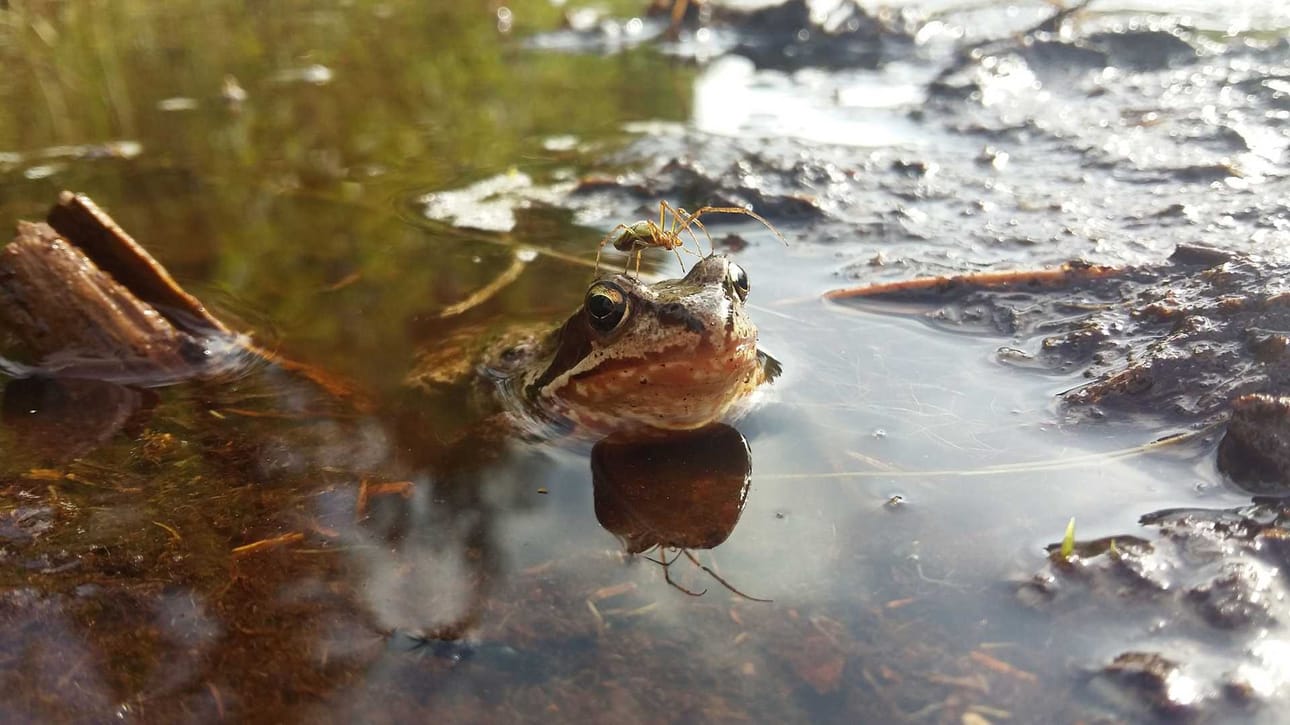 Erikoiset kesäkaverukset paistattelemassa päivää. Kuva on otettu Välijoella ojan varrelta eräänä heinäkuun aurinkoisena aamupäivänä.