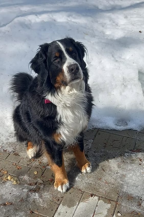 Oletko nähnyt berninpaimenkoira Camua? Koiraa on etsitty Oulaisissa perjantai-illasta lähtien. Jos koiran näet Timo Saukko pyytää ottamaan häneen yhteyttä.