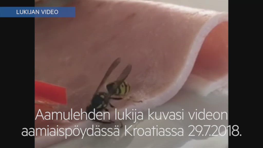 Liha kelpaa pistiäisellekin - video näyttää ampiaisen luonnontilassaan, lihansyöjänä