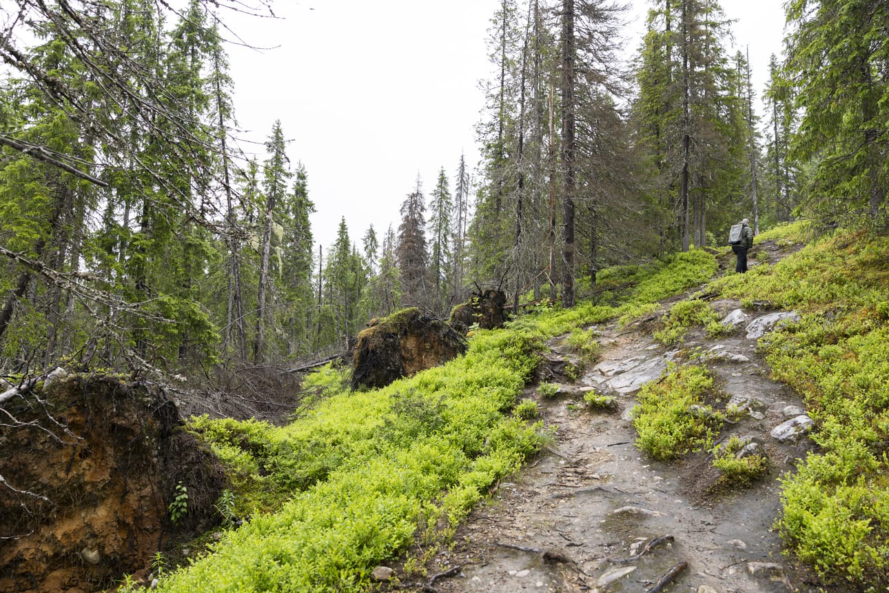 Kaatuneita puita Iirinki-reitin varrella.