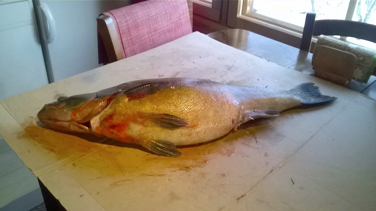 Pohjois-Suomen ennätyskuhalla oli painoa 10 kg ja pituutta 90 senttiä.