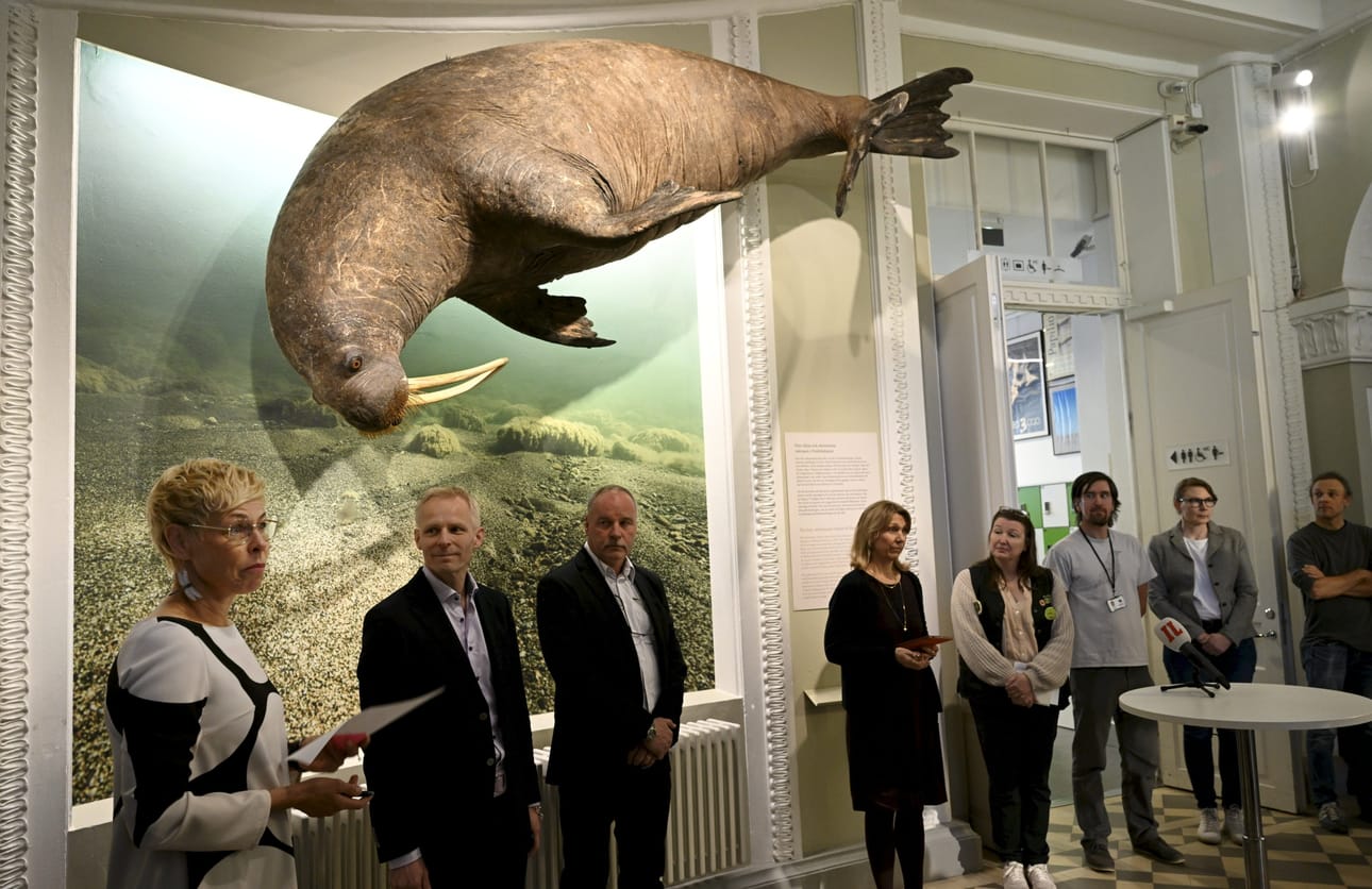 Haminan mursuna tunnettu merinisäkäs on nyt esillä Luonnontieteellisessä museossa Helsingissä. LEHTIKUVA / Heikki Saukkomaa