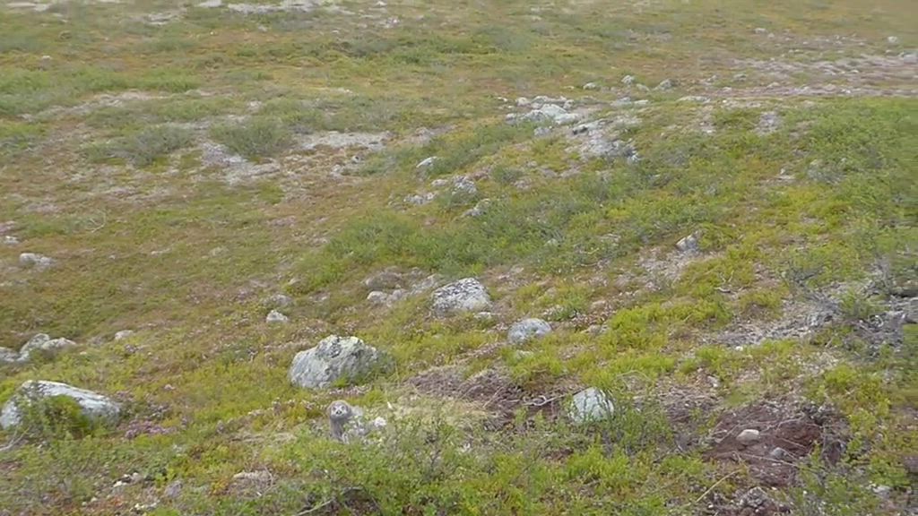 Tunturipöllö Kaldoaivin erämaassa