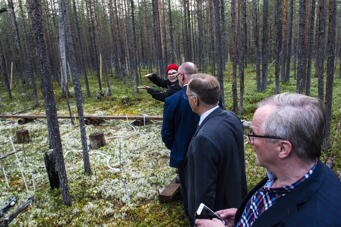 Väitöskirjatutkija Juho Lämsä esittelee Oulangan tutkimusaseman testikentää, jota porot eivät ole aidan takia tavoittaneet. Jäkälä kasvaa valkoisena ja valtaisa määrä tutkimusdataa purskaa kohta maailmalle valokuidussa. Tutkimusasemalta kiitellään, että nyt olikin jo viimeinen aika saada tietoliikenneyhteys kuntoon.