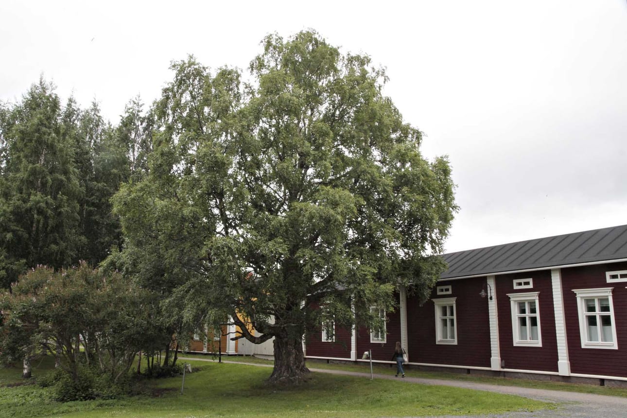 Tornion puu näyttää tutkijan mielestä kuvassa pikemminkin pahkaiselta hieskoivulta kuin visakoivulta, joka on rauduskoivun mutaatiosta johtuva muunnos.