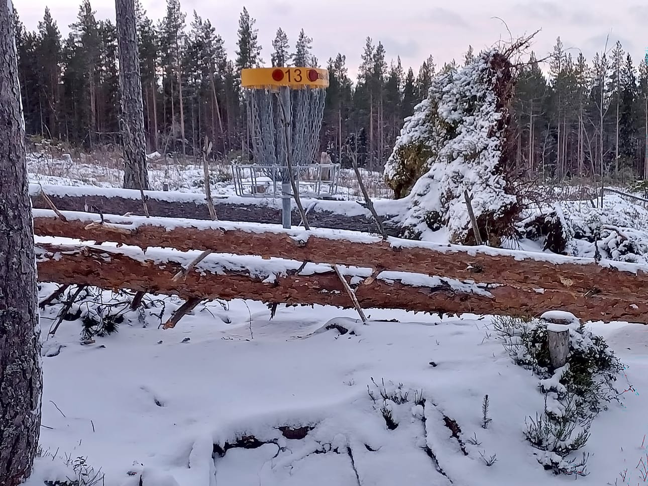 Metsissä on nyt paljon vaarallisia juurakoita.