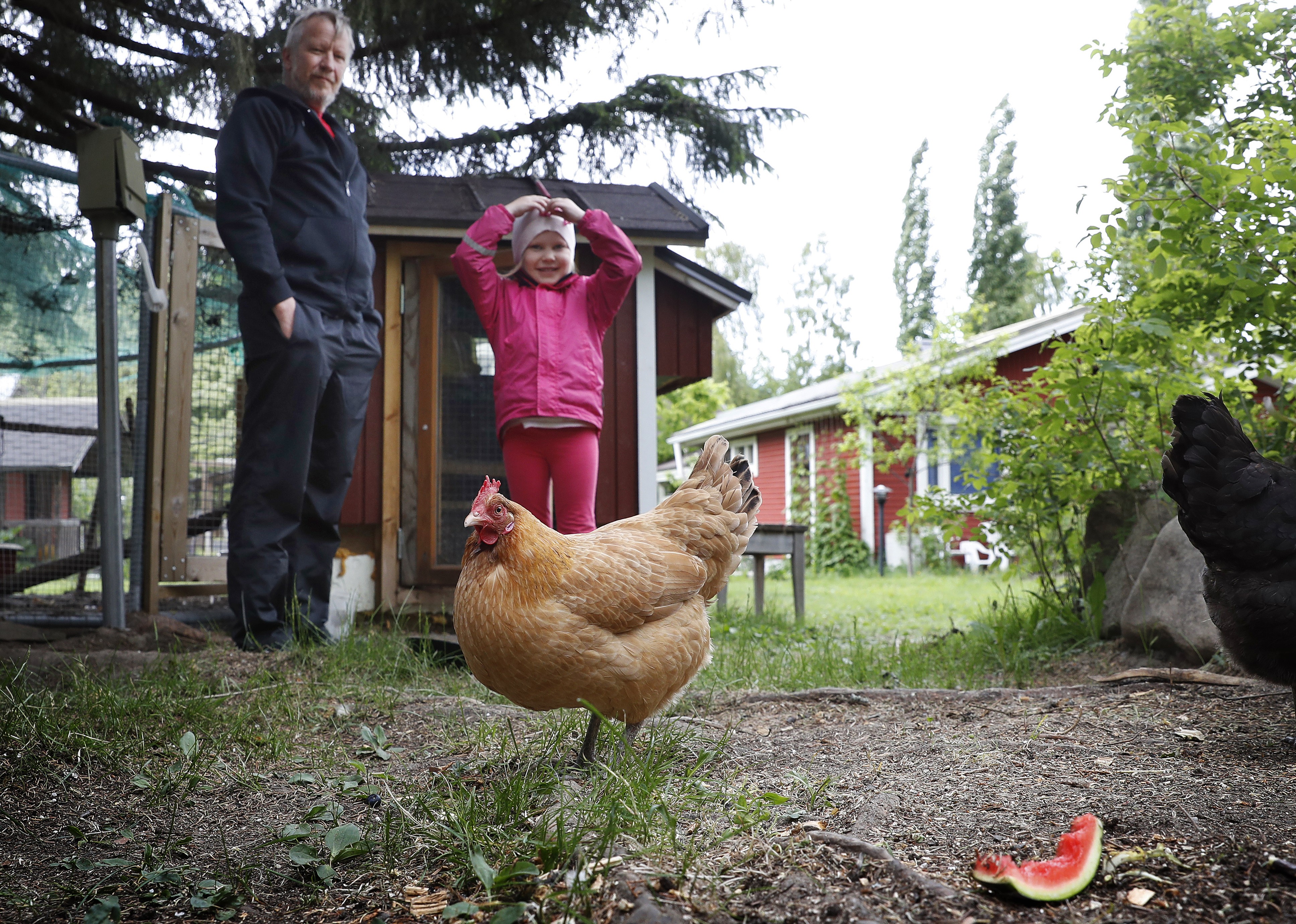 Hannu Salo kasvattaa vaimonsa kanssa kolmea kanaa Oulussa. Lapsenlapsi Veera Kitti, 6, auttaa isovanhempiansa kanojen hoitamisessa ja ruokkimisessa.