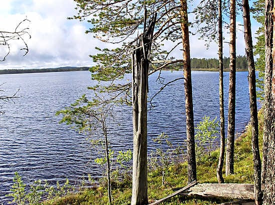 Tiilikkajärven kansallispuiston Kalmoniemellä kohoaa komea kelo.