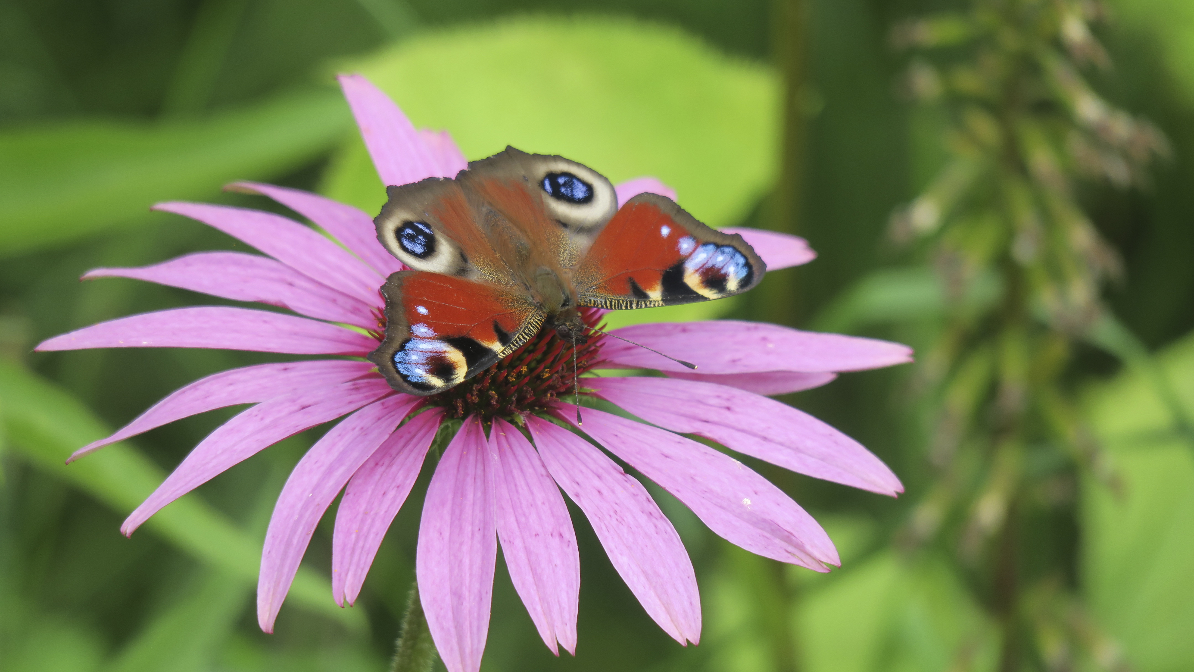 Suvi toi perhoset
