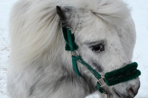 Pancho-poni on monille lapsille tuttu entuudestaan. Nyt se saa olla jouluponi. ARKISTOKUVA: SARI HEINILÄ