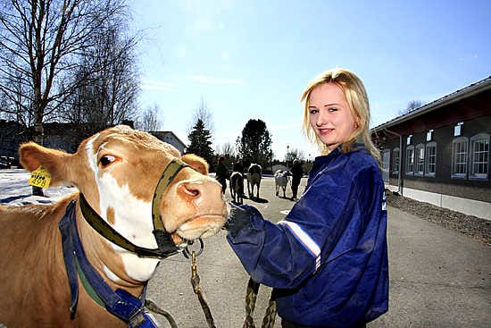Vieno-lehmän on hyvä olla Eveliina Kumpulan tottuneissa käsissä.