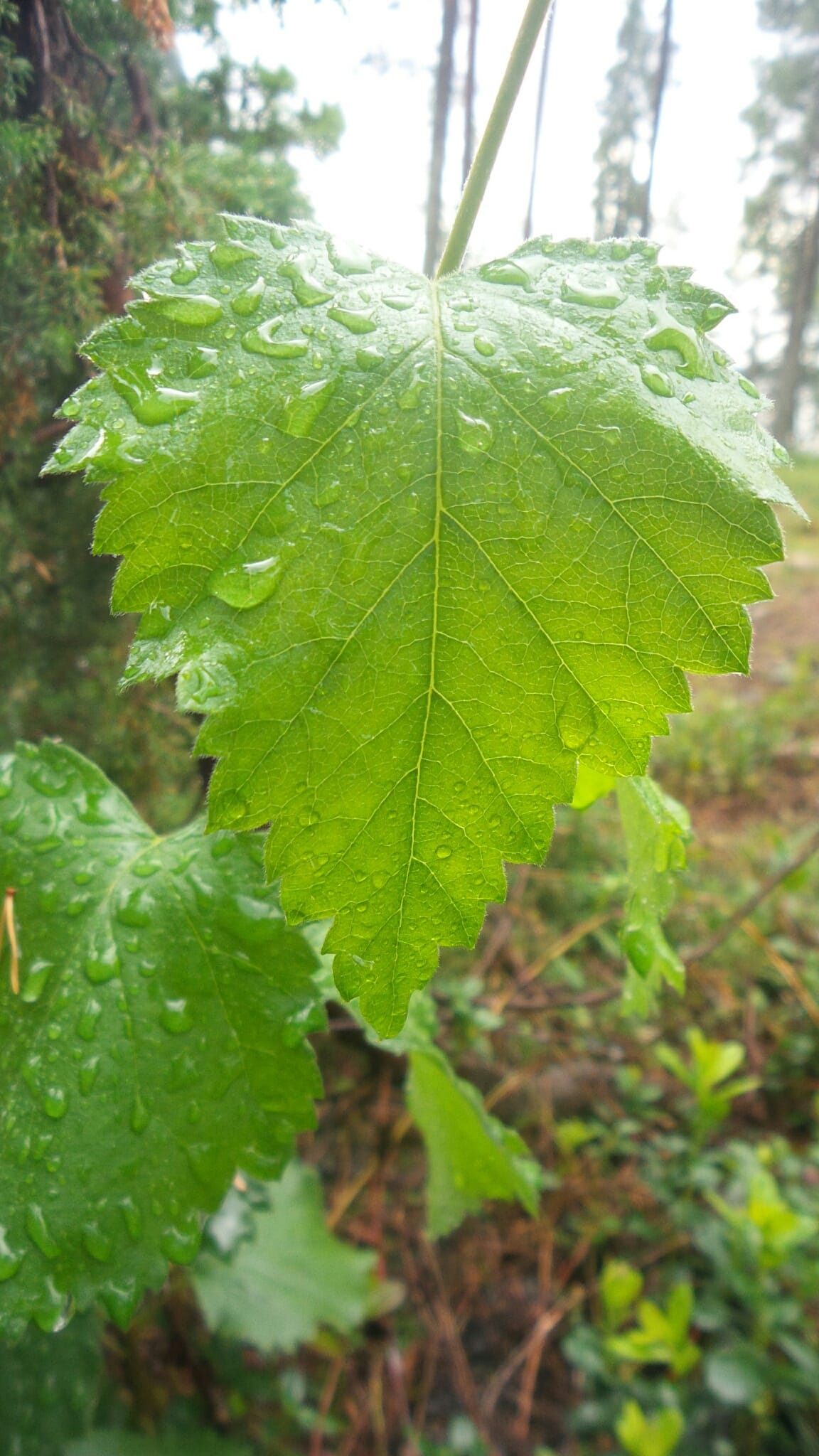 Rankkasateen jälkeen