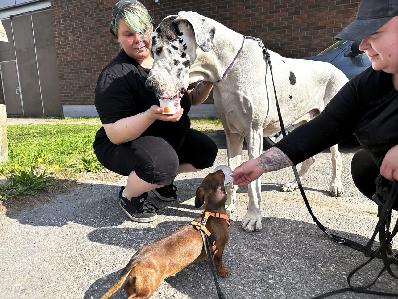 Nina Marttila (vas.) huomioi eläinasiakkaat ja kehitti niille sopivan jäätelöannoksen. Sitä pääsivät testaamaan tanskandoggi Huugo ja mäyräkoira Hulda. Kaksikon omistaja Ulla haluaa esiintyä jutussa vain etunimellään.