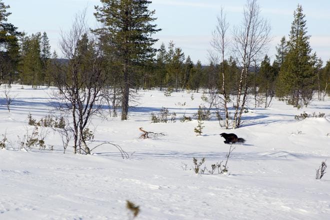 Armeijassa selvitetään Inarissa pidettyjä vapaaehtoisia harjoituksia. Kuva on Lemmenjoen kansallispuistosta.