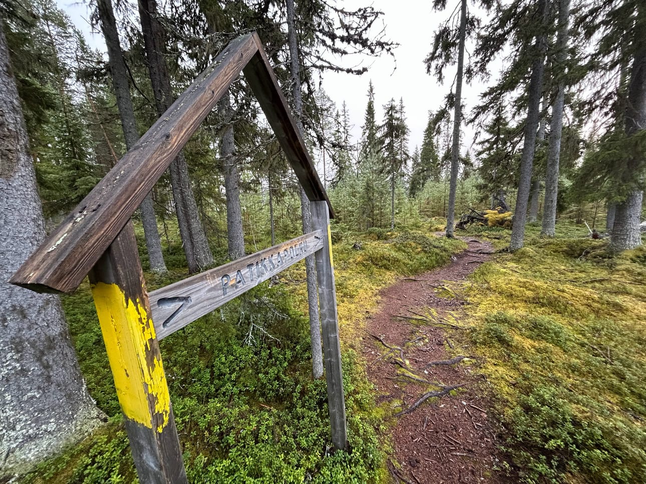 JHL:n laavun jälkeen polku kääntyy metsään ja siitä ennen pitkää takaisin Livohkalle.