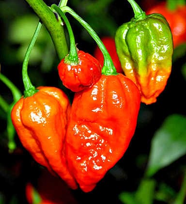 Naga Morich on maailman tulisin chili.
