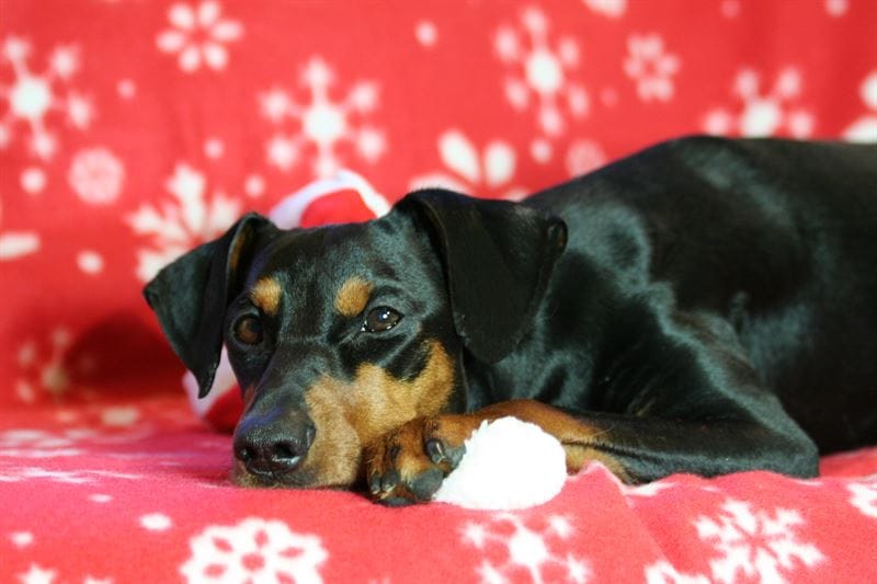 Monet ihmisten jouluherkut eivät ole sopivia koirille