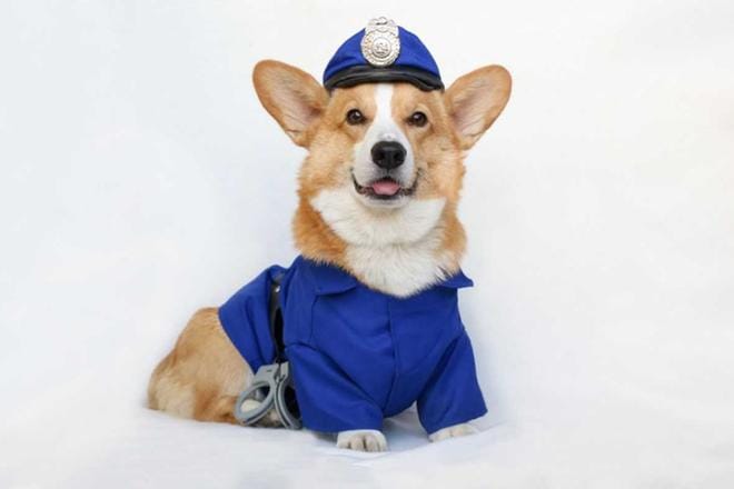 Topi the Corgi ihastuttaa videoillaan ympäri maailmaa. KUVA: Riikka Mielonen