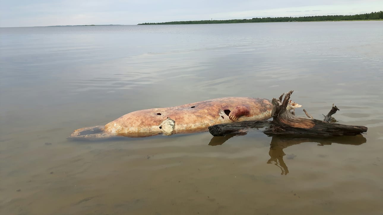 Hylkeenraato löytyi uimarannan läheisyydestä Haukiputaalla.