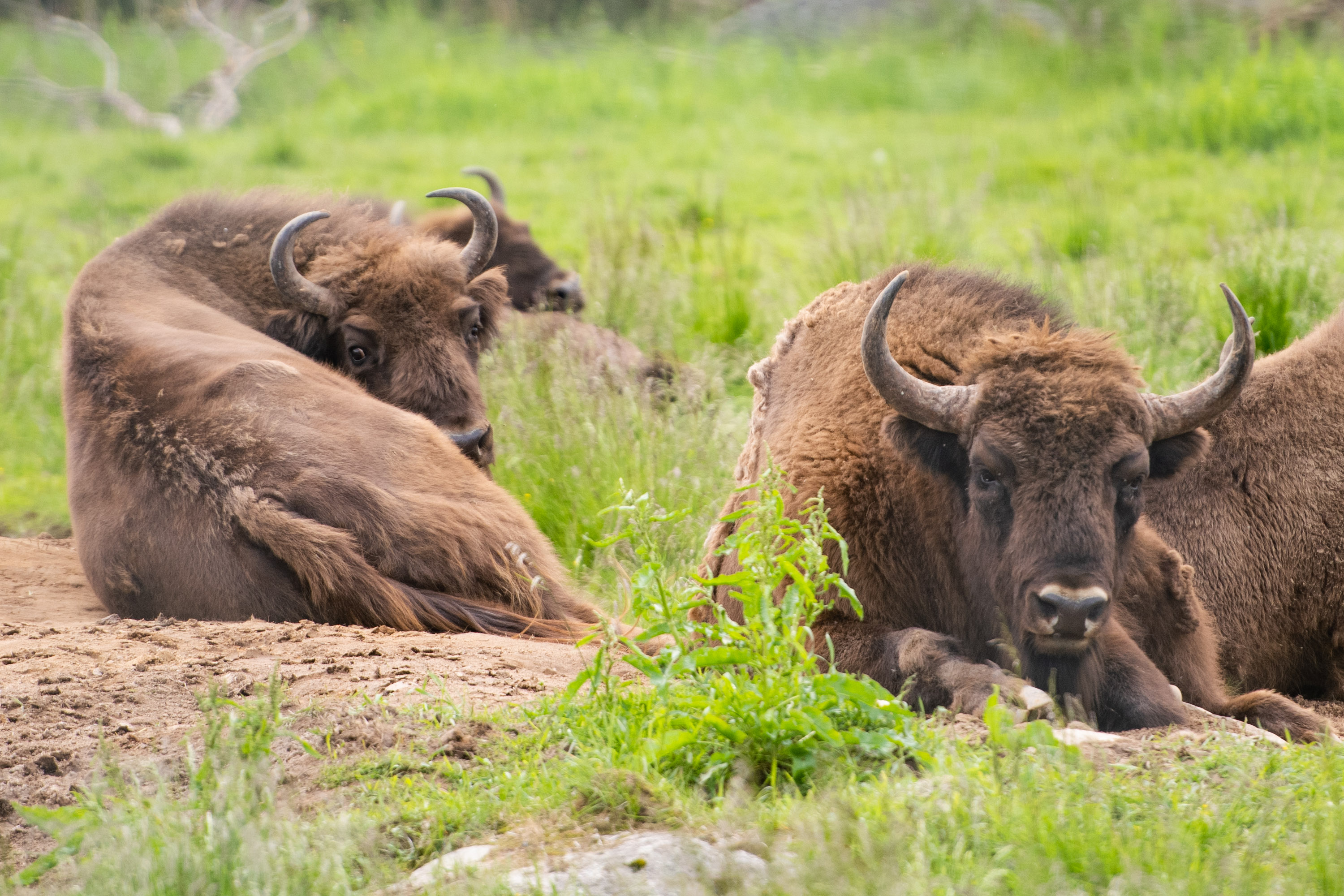 <p>Visenteillä on parhaillaan menossa karvanvaihto. Ervasti epäilee myös, että kaksi laumanjäsentä, 9-vuotias Julia ja 4-vuotias Tulppaani ovat molemmat tiineitä.</p>