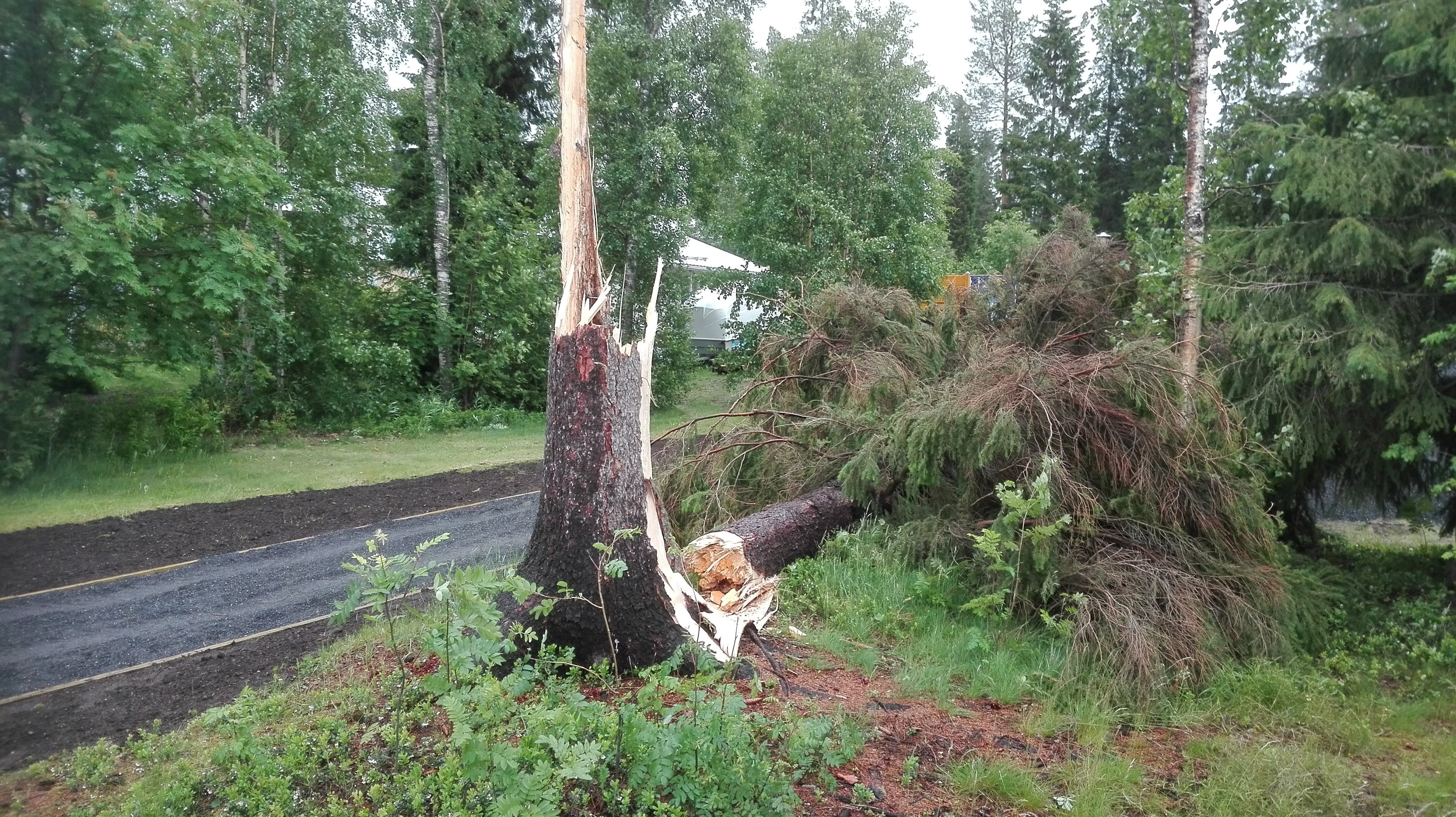 Myrskyn jälkiä Pateniemen Karinkannassa.