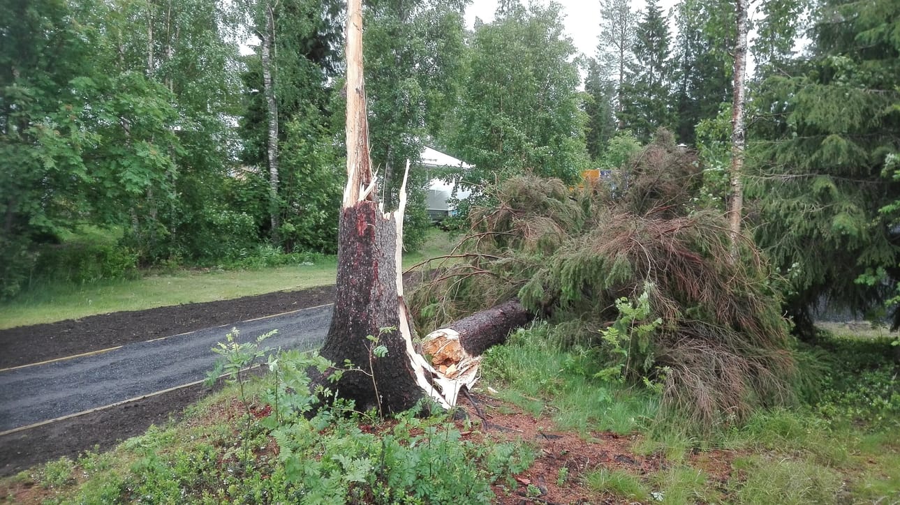 Myrskyn jälkiä Pateniemen Karinkannassa.
