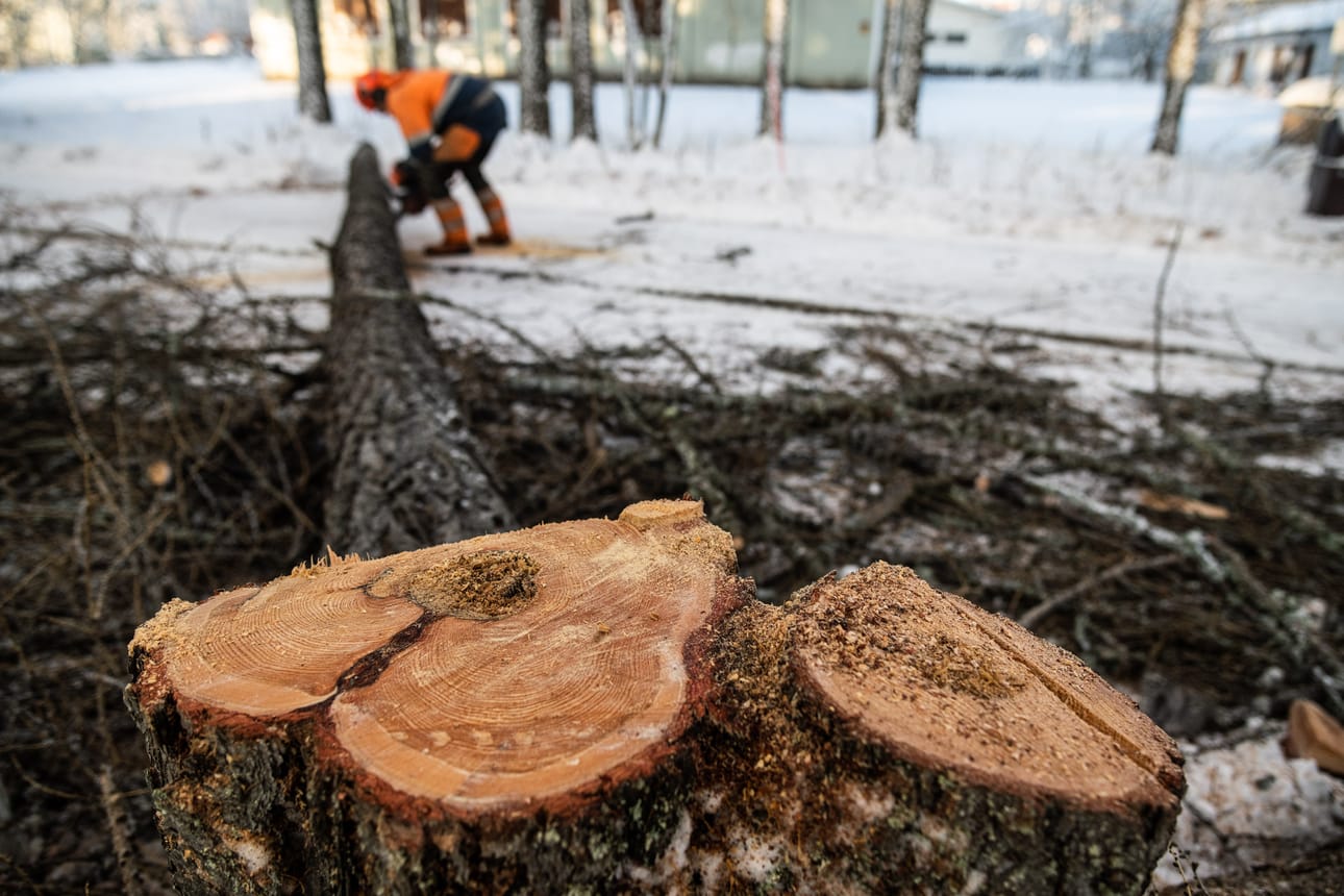 Vienantiellä kaadettiin kolme lahoa puuta ja kaksi puun haaraa.