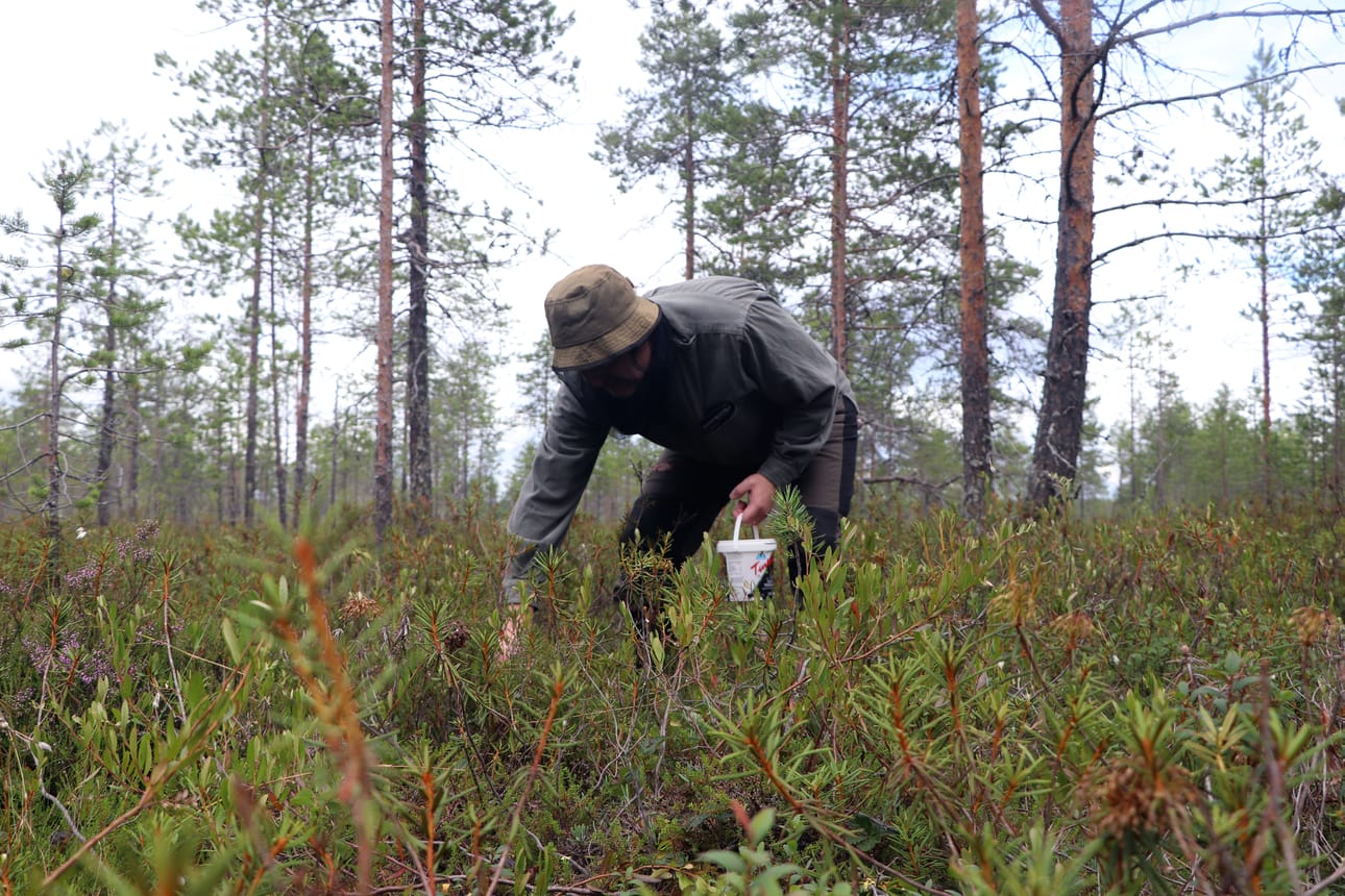 Ennen marjametsään lähtöä on hyvä varmistaa ainakin, että puhelimessa on virtaa ja mukana tarpeeksi vettä. Kuvituskuva.
