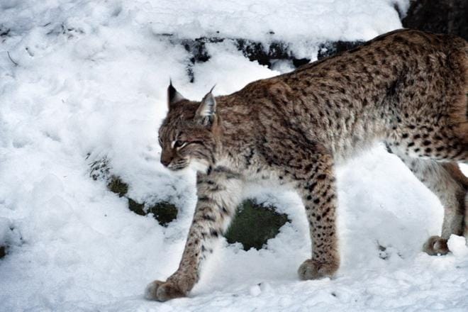 Eläinpuistossa riehunut ilves tappoi viisi puiston eläintä. ARKISTOKUVA