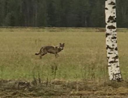 Susi pihapiirissä.