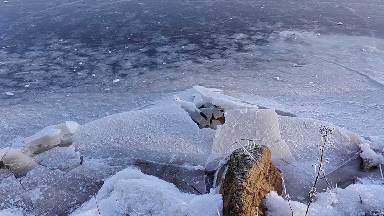 Mökin ja varaston uumenissa majaileva kesyyntynyt kärppä pitää hiiret poissa ja tuli mukaan myös järven rantaan näyttäytymään syysloman kunniaksi Oijärvellä. Kuvat puhelimella otettu ja rajattu.