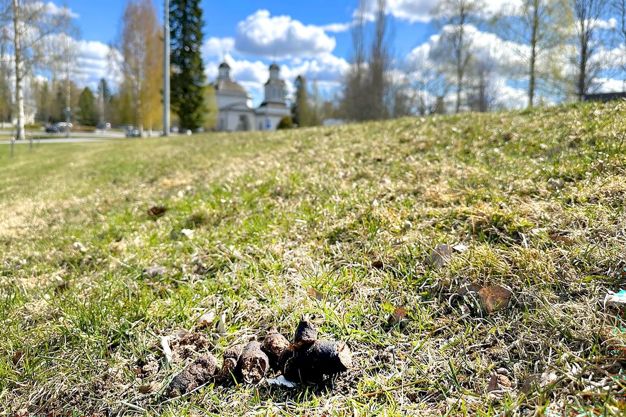 Eläinlääkäri suosittelee keräämään koiran kakat pois luonnosta, jos koiralla on käytössä punkkilääkitys. Kaupunkialueella kakat tulisi kerätä muutoinkin.