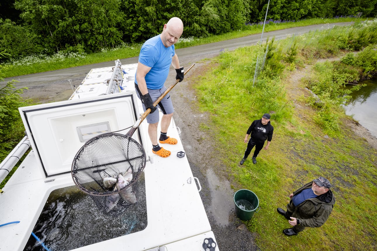 Istutusauton kuljettaja Sami Hämäläinen nostaa kirjolohia Jalasjärven kalastuskunnan puuhamies Arto Männikölle (keskellä) ja puheenjohtaja Jari-Pekka Korhoselle vesistöön siirrettäviksi.
