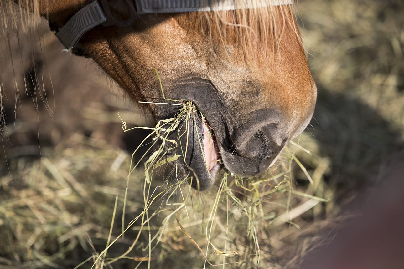 Karanneet hevoset saatiin nopeasti turvaan, eikä vahinkoja päässyt syntymään.