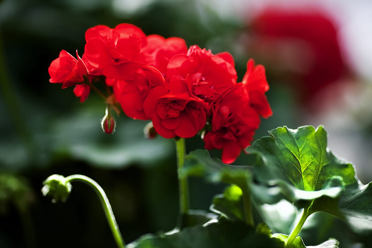 Pelargonioita maailman onnellisimman maan puutarhassa. Arkistokuva.